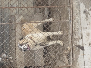 Femela asia centrala 1 an jumate  - imagine 4