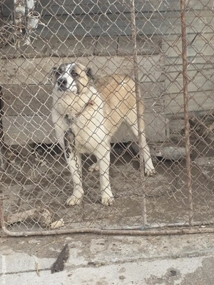 Femela asia centrala 1 an jumate  - imagine 1