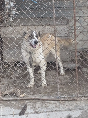 Femela asia centrala 1 an jumate  - imagine 2