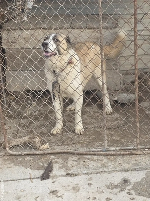 Femela asia centrala 1 an jumate  - imagine 3