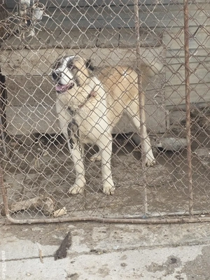 Femela asia centrala 1 an jumate  - imagine 4