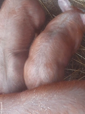 vând saldani - imagine 2