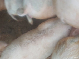 vând saldani - imagine 4