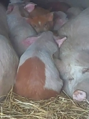 vând saldani - imagine 3