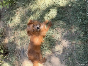 Spre adoptie 2 catelusi