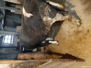 Vand vaca reforma baltata romaneasca - imagine 3