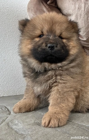 Puiuți chow chow