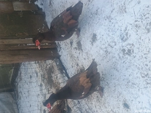 Rațe leșești ciocolati  - imagine 4