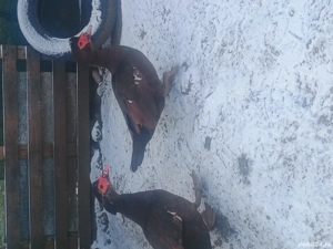 Rațe leșești ciocolati  - imagine 3