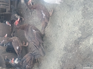 Rațe leșești ciocolati  - imagine 2