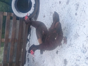 Rațe leșești ciocolati 