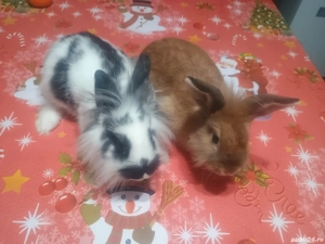 O pereche de iepurași  - imagine 3