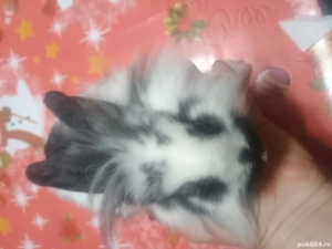 O pereche de iepurași 