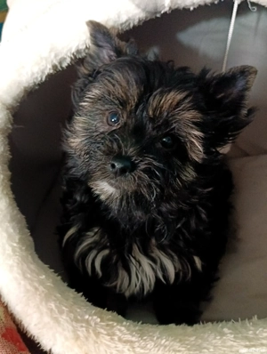 Yorkshire terrier talie standard culoare neagru ci pete de foc 