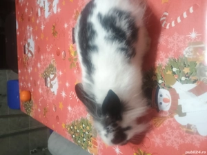 O pereche de iepurași  - imagine 2