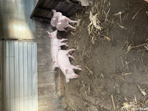 Purcei de rasa pietrain - imagine 3