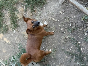 Spre adoptie 2 catelusi - imagine 3