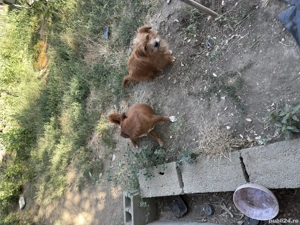 Spre adoptie 2 catelusi - imagine 5