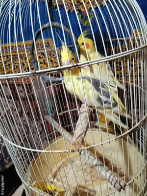 Vand Ninfe - imagine 2