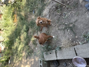 Spre adoptie 2 catelusi - imagine 4