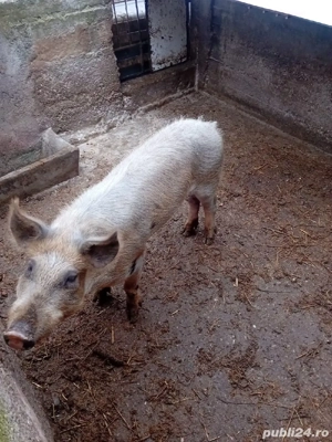 Vier de vânzare. - imagine 2