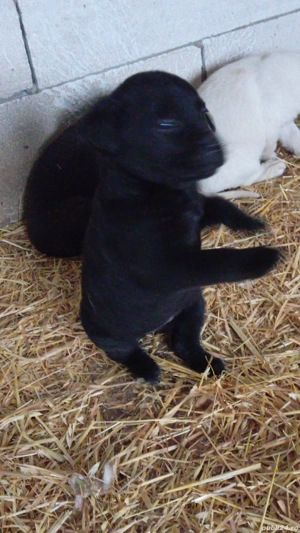 Catei Labrador Retriver - imagine 4