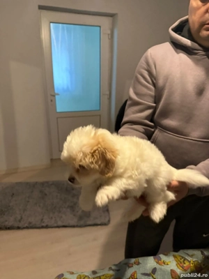 De vinzare bison maltez baietel 