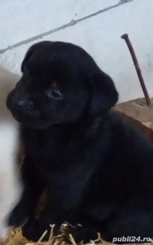 Catei Labrador Retriver - imagine 5