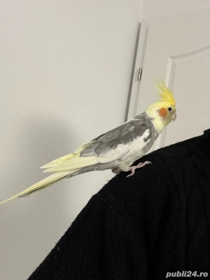 nimfa blanda schimb cu CANARI - imagine 2