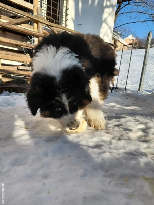 Cățel ciobănesc de bucovina  - imagine 3