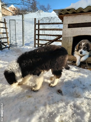 Cățel ciobănesc de bucovina  - imagine 2