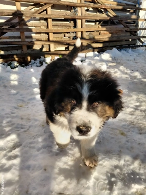 Cățel ciobănesc de bucovina 