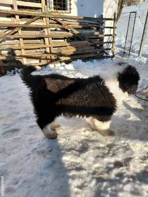 Cățel ciobănesc de bucovina  - imagine 4