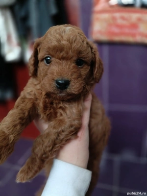 Puiuți de pudel superbi, din părinți de exceptie - imagine 4