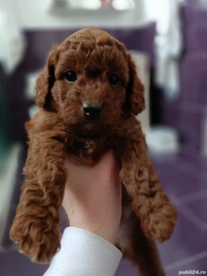 Puiuți de pudel superbi, din părinți de exceptie - imagine 5