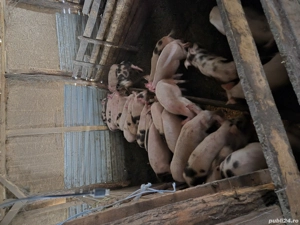 vand purcei de 11 săptămâni 