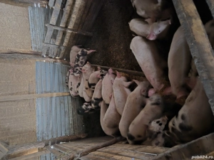 vand purcei de 11 săptămâni  - imagine 3