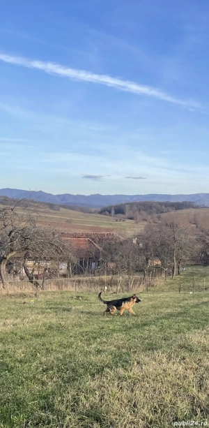 Femelă disponibilă  - imagine 2