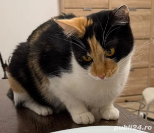 Pisica Pierduta ( Lipovei) Timișoara  - imagine 2