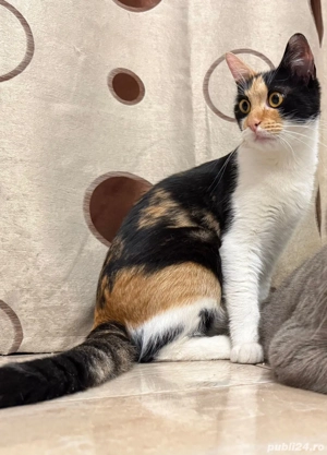 Pisica Pierduta ( Lipovei) Timișoara 