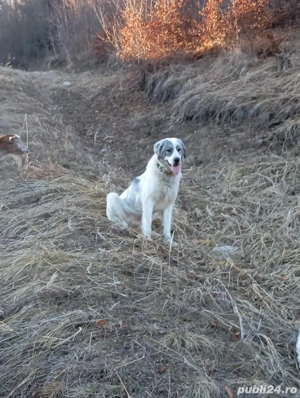 Câine de vânzare   Ciobănesc (femelă) - imagine 2