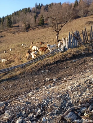 Câine de vânzare   Ciobănesc (femelă) - imagine 4