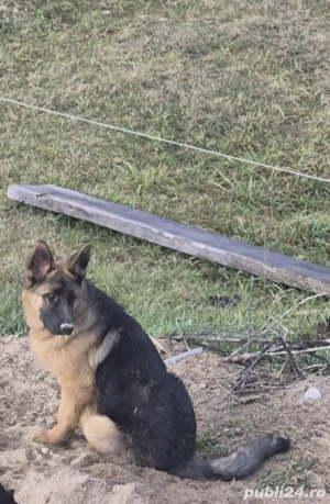 Femelă disponibilă  - imagine 3