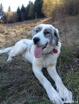 Câine de vânzare   Ciobănesc (femelă) - imagine 3