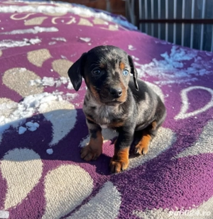 Teckel Arlechin Mascul