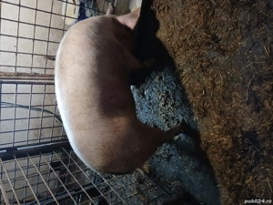 Vând un porc  - imagine 3