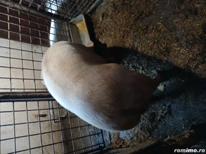 Vând un porc  - imagine 2