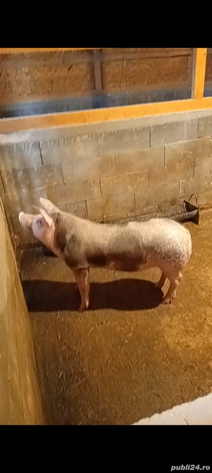 vieruț pietrain  - imagine 2