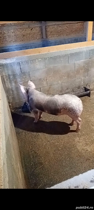 vieruț pietrain  - imagine 3