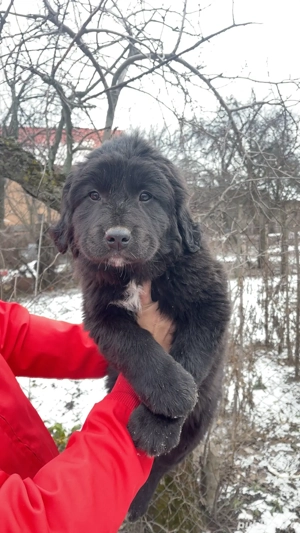 Pui Ciobanesc corb  - imagine 4